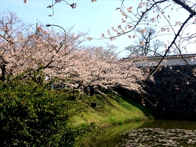 大濠公園　桜